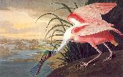 Roseate Spoonbill John James Audubon